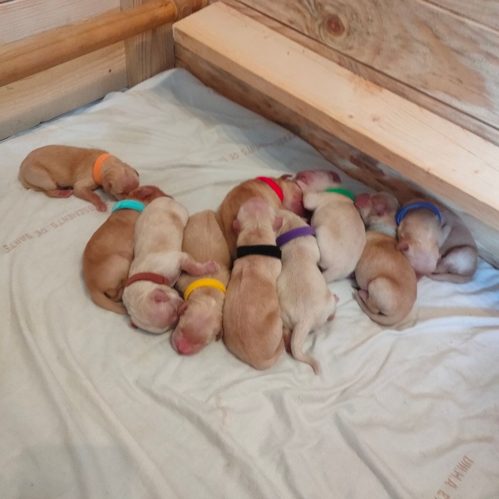 chiots nés chez nous 